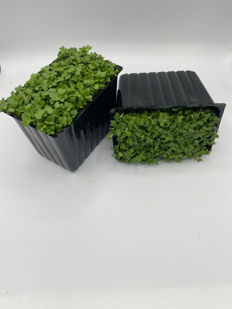 Box Cress