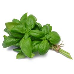 Fresh Basil
