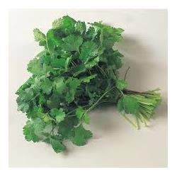 Fresh Coriander