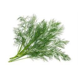 Fresh Dill
