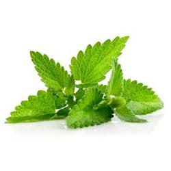 Fresh Mint