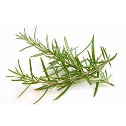 Fresh Rosemary