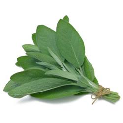 Fresh Sage