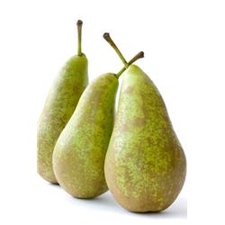Conference Pear