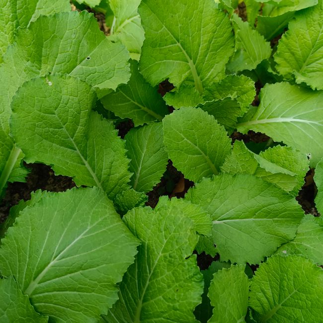 Chinese Leaves