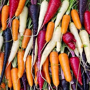 Baby Carrots 500G