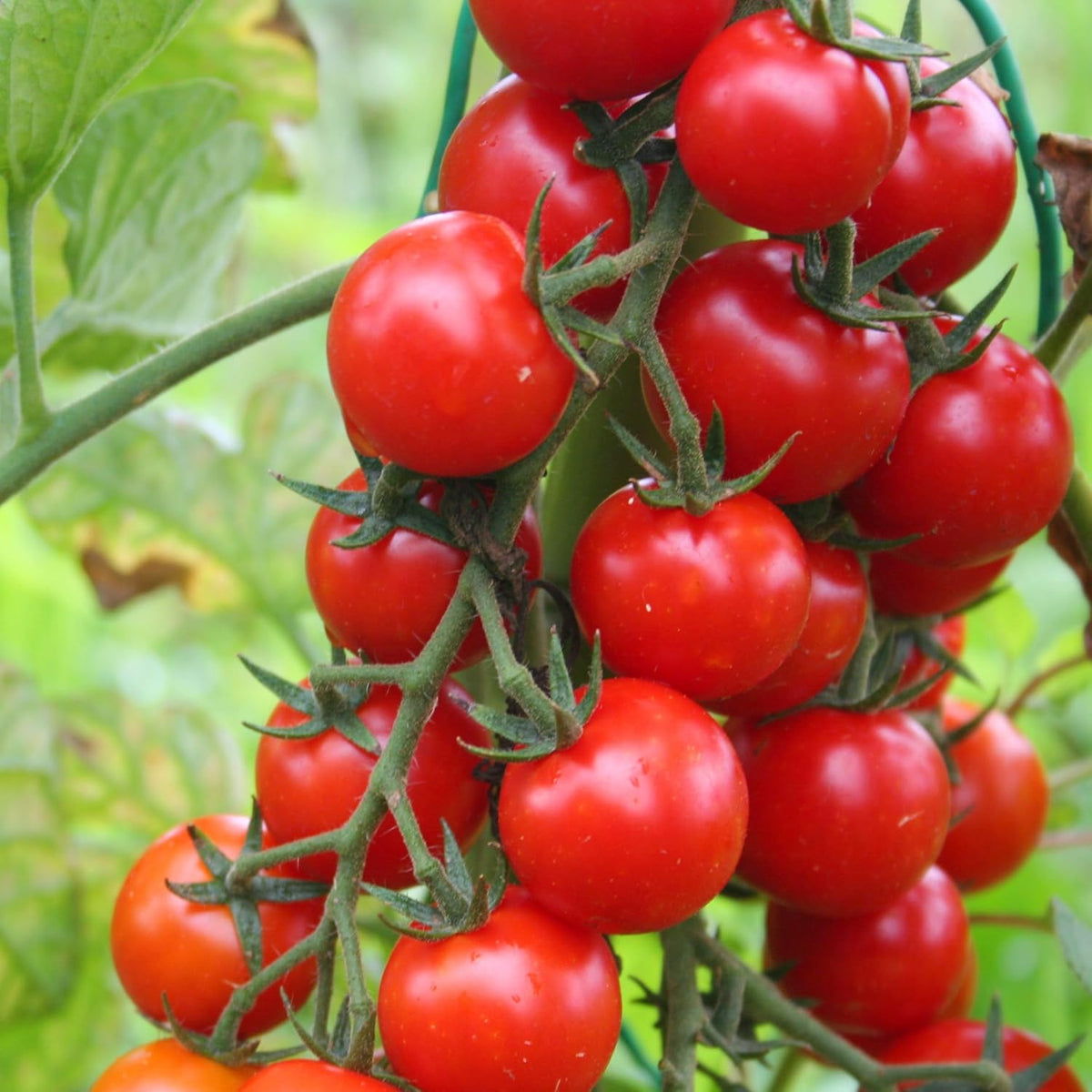 Cherry Vine 250G